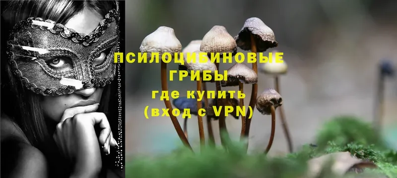 Псилоцибиновые грибы Psilocybine cubensis  купить   Приволжск 